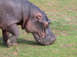 Hippopotamus (Hippopotamus amphibius), close-up of an adult grazing in a pasture, Mpumalanga, South Africa Hippopotamus (Hippopotamus amphibius), close-up of an adult grazing in a pasture, Mpumalanga, South Africa
